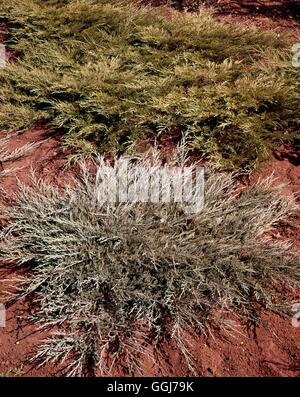 Juniperus horizontalis - `Hughes' with J. sabina `Arcadia' behind   CON055454     Photos Horticultur Stock Photo